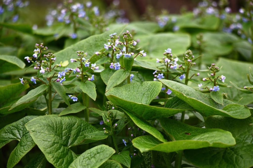 Siberian bugloss plant with heart-shaped green leaves and tiny blue flowers