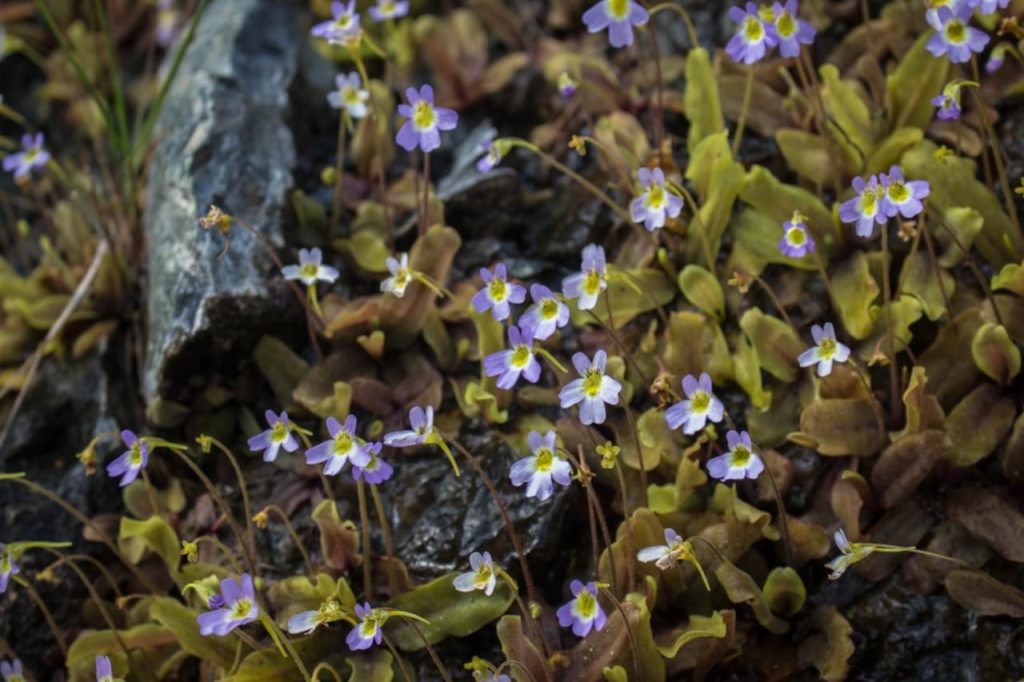 purple flowers with yellow centres and dark green leaves from a P. crystalina subsp. hirtiflora plant