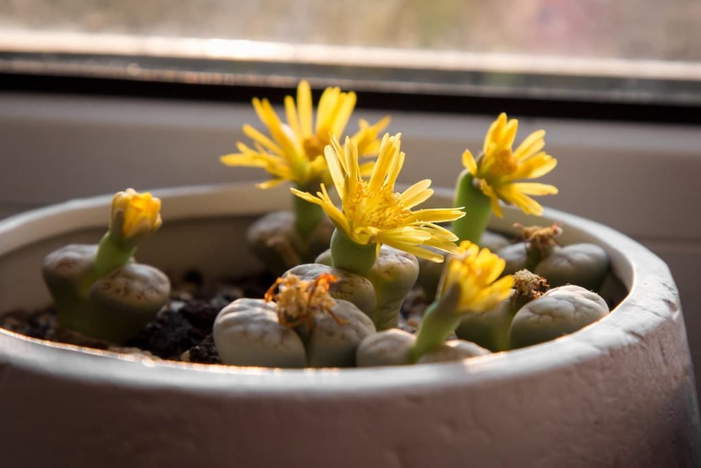 yellow blooms emerging from the centre of a grey potted lithops plant