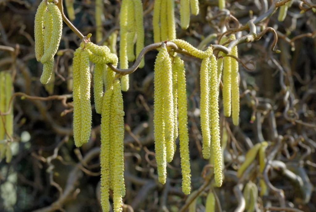 yellow catkins dangling from the wooden stems of a hazel shrub