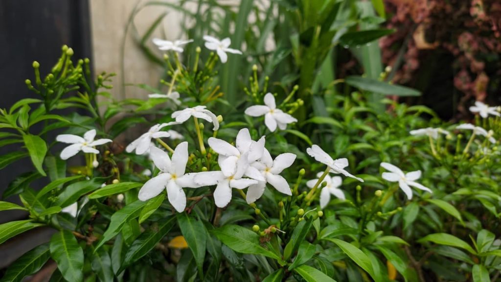 Jasminum sambac with star-shaped white blooms and long lanceolate leaves