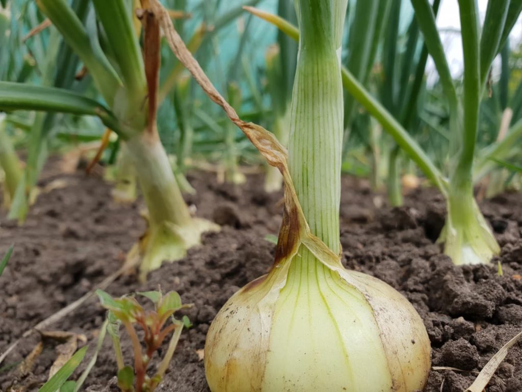 large onion plant that is ready to be harvested