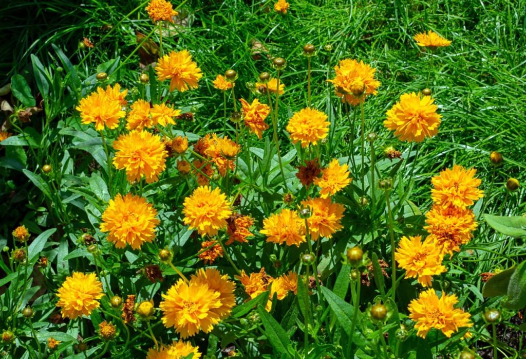 pompom-shaped golden yellow flowers from C. grandiflora 'Early Sunrise' plants
