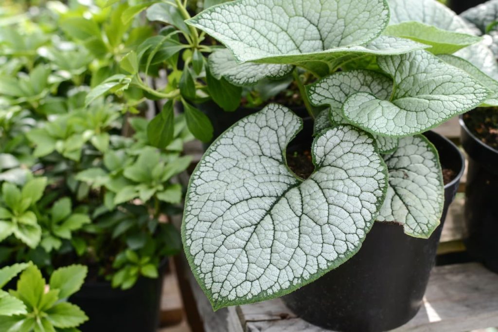 kidney-shaped brunnera leaves with white markings and green veining growing in a pot