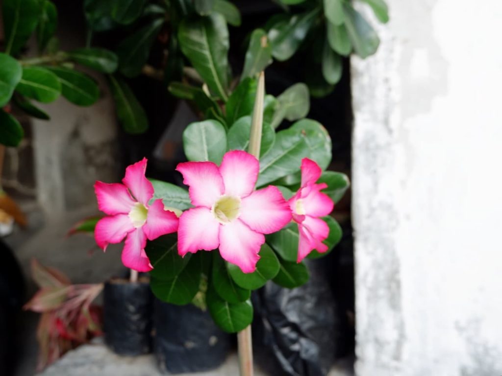 pink and white flowers from a Plumeria growing in a pot