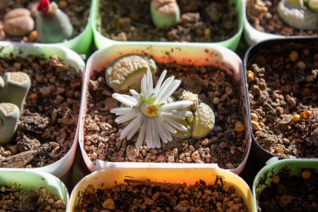 potted living stones with white flowers