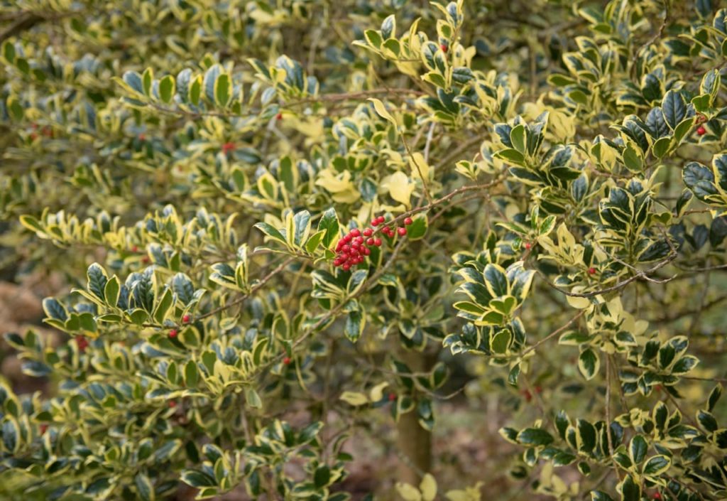 green and cream variegated leaves and red berries from an Ilex aquifolium shrub