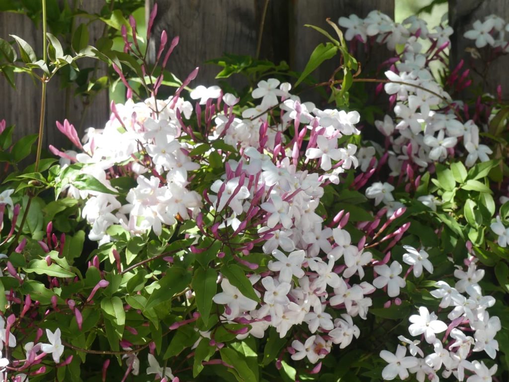 Many-Flowered Jasmine with star-shaped white flowers emerging from pink flower buds