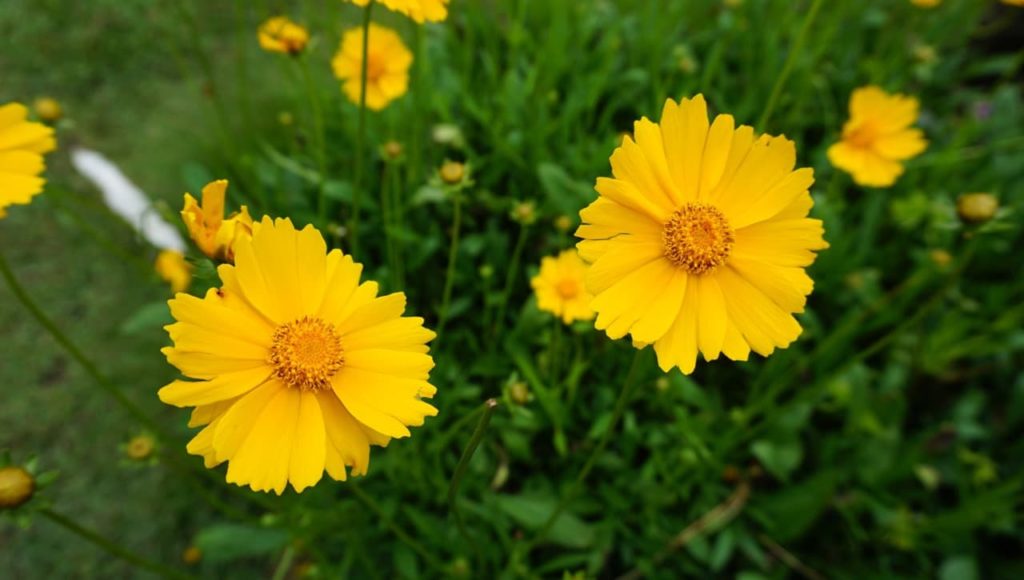 C. lanceolata with yellow daisy-like blooms 