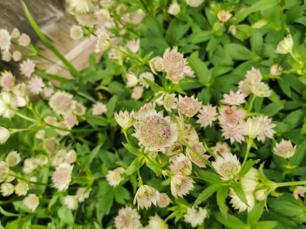 star-shaped creamy flowers of a Astrantia major plant with serrated leaves