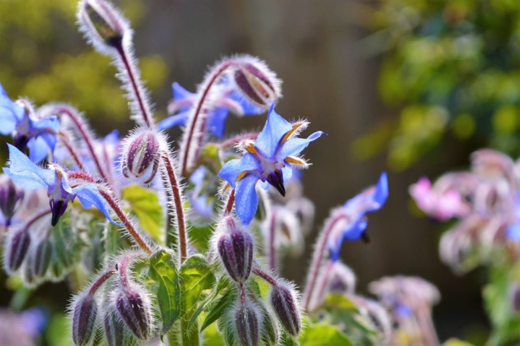 Borago officinalis with purple fuzzy stems bearing blue flowers