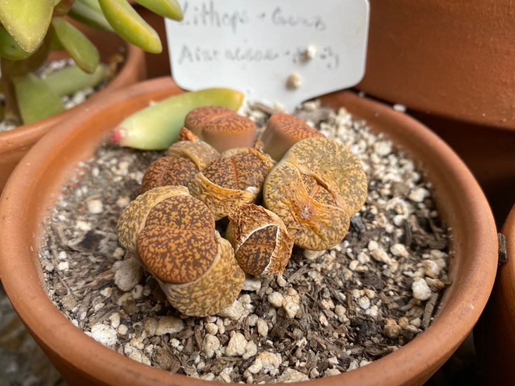 brown, mottled fleshy foliage of a lithops plant growing in a free-draining medium