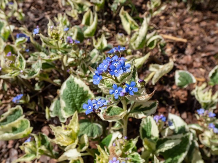 How To Plant & Care For Brunnera 'Siberian Bugloss'