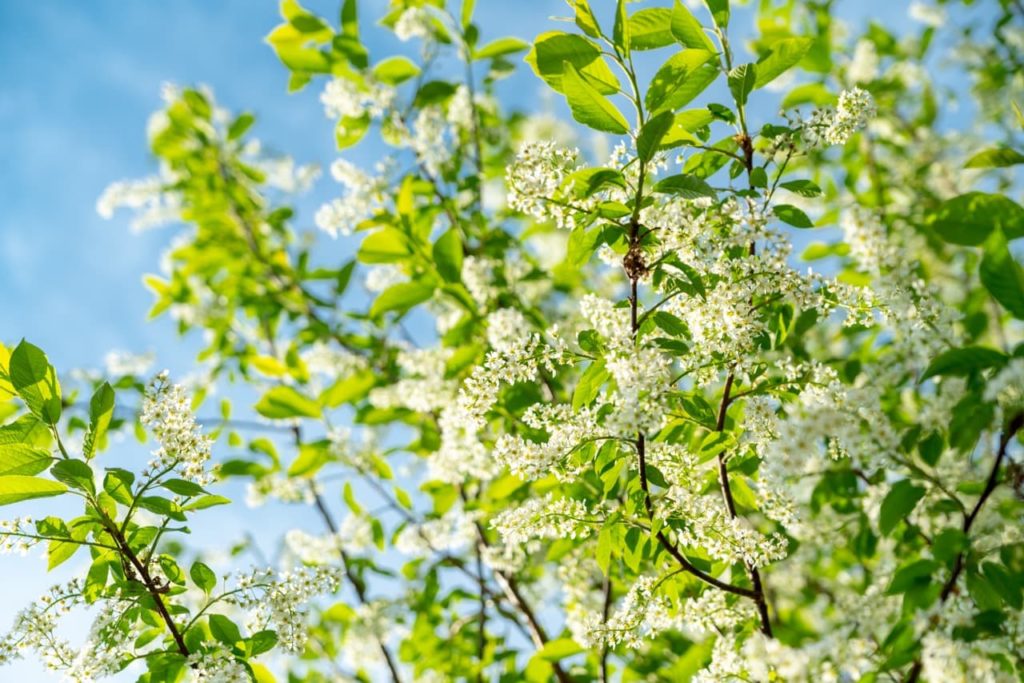 white blossom and leaves on the stems of a Prunus padus tree