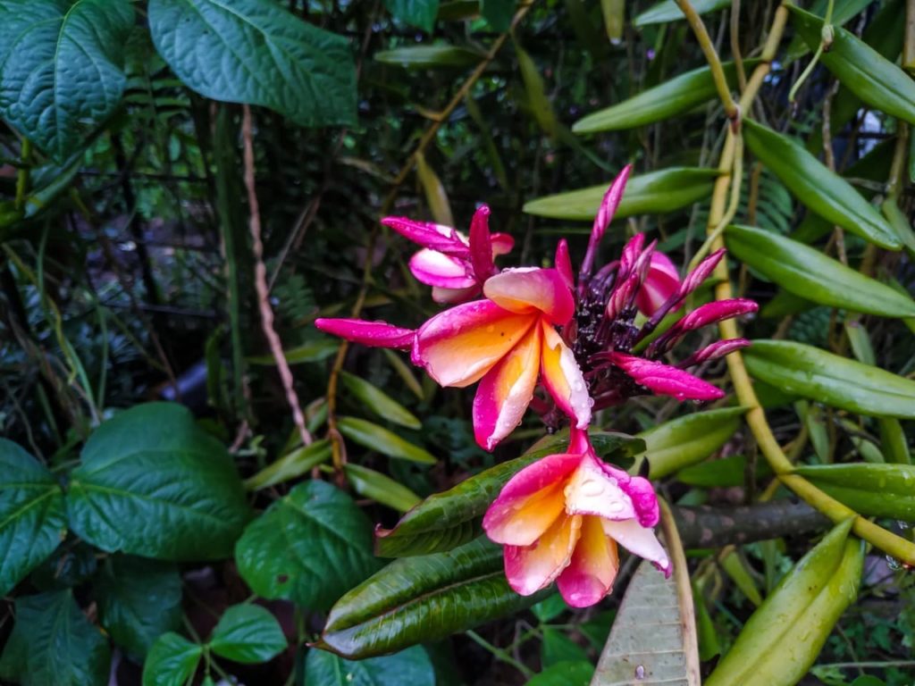 glossy dark green leaves and pink and yellow flowering bracts on a Plumeria rubra plant