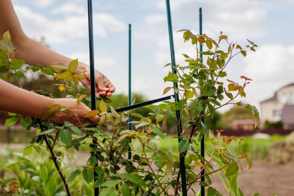 a gardener tying canes to a metal obelisk support to train climbing roses