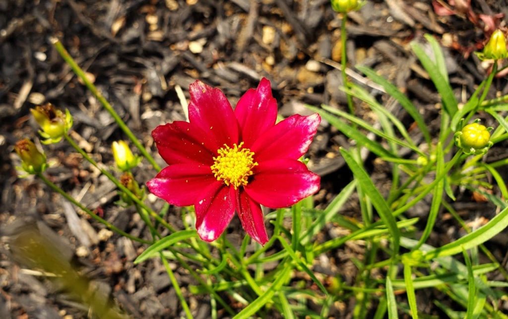 red flower from a C. 'Red Elf' (Li'l Bang Series) plant with woodchip in the background