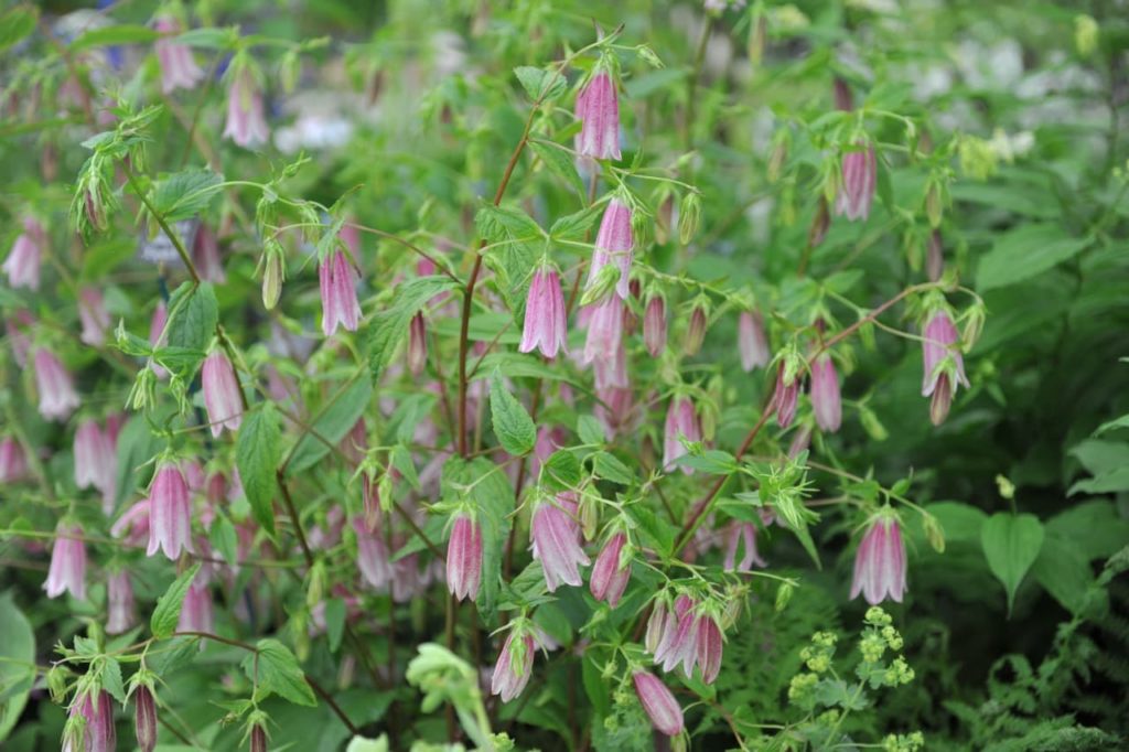 pink bell-shaped flowers from a Campanula punctata shrub with red stems