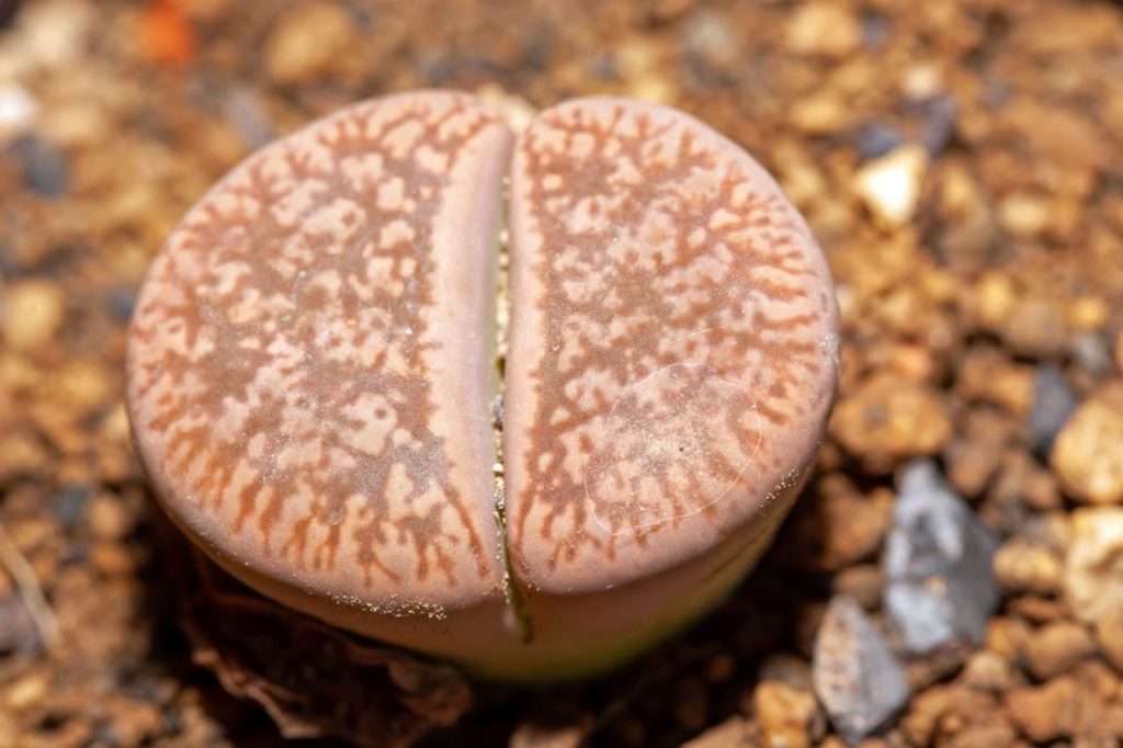 Lithops gesineae with brown segmented leaves and a mottled pattern