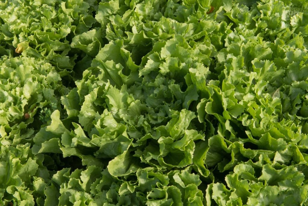 Cichorium endivia 'Natacha' with curly green leaves that have serrated edges