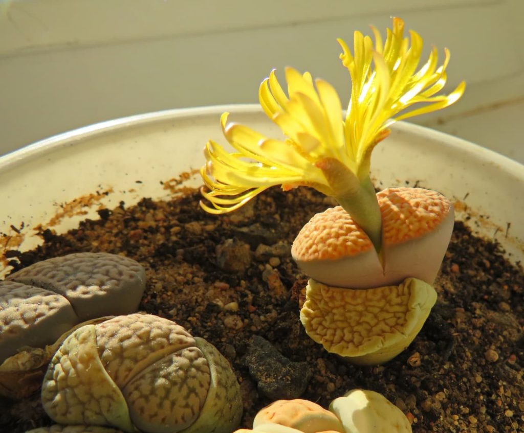 yellow flowering living stones growing in a large container