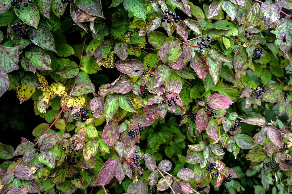 Cornus sanguinea shrub with black berries and brown and green leaves
