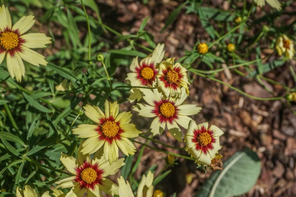 cream and red daisy-shaped flowers growing from thin stems of a tickseed 'redshift' plant