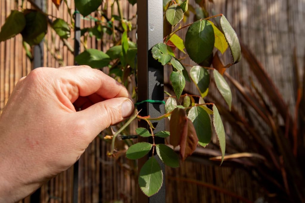 plastic garden wire being used to fasten a climbing rose to an arch structure