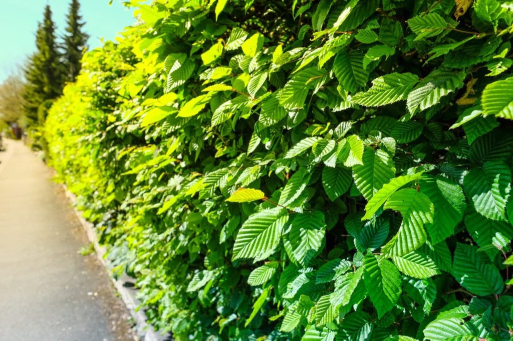 common hornbeam hedge