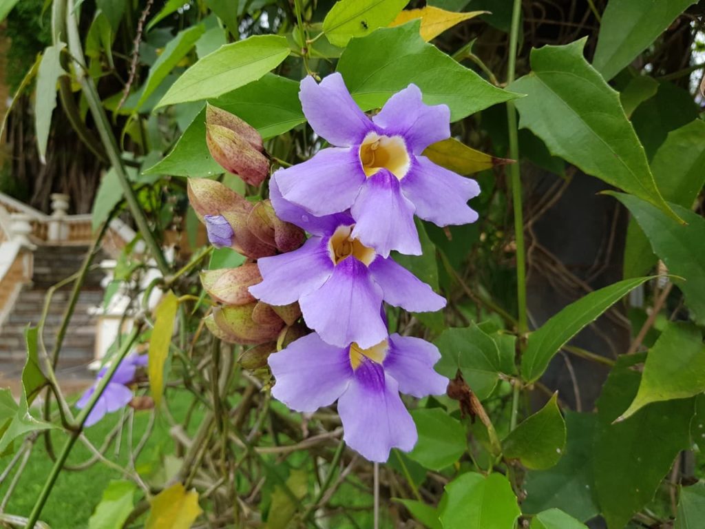 purple blooms and serrated leaves from a Blue Trumpet Vine