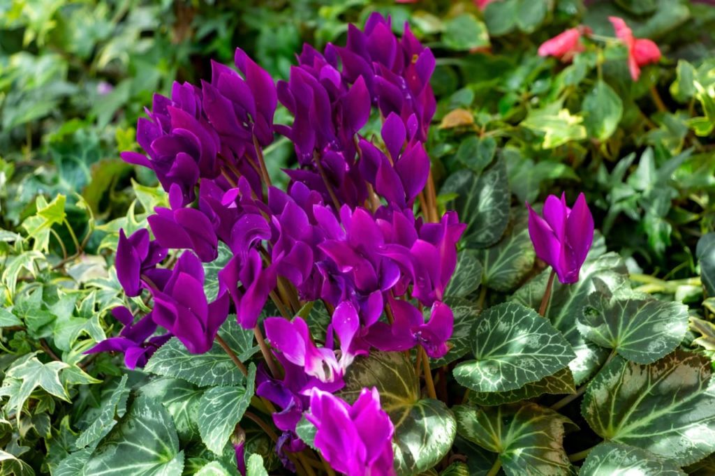 Cyclamen hederifolium with green leaves veined with white and purple flowers atop yellow stems