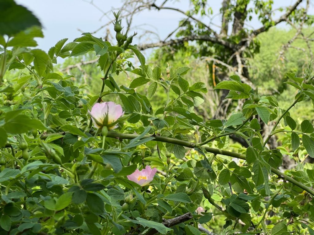 the pale pink flowers of a Rosa canina shrub growing in the sun