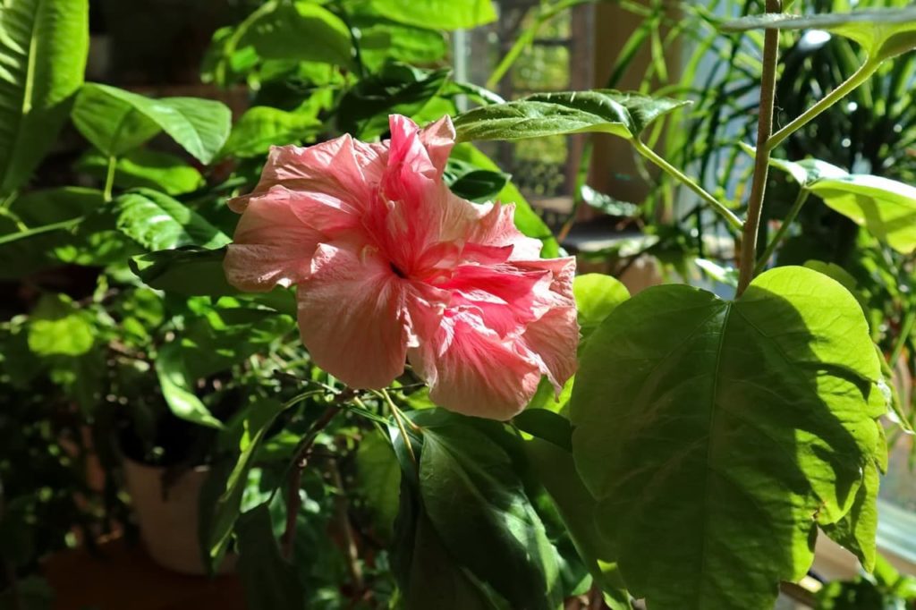 frilly pink flower from a Hibiscus rosa-sinensis plant