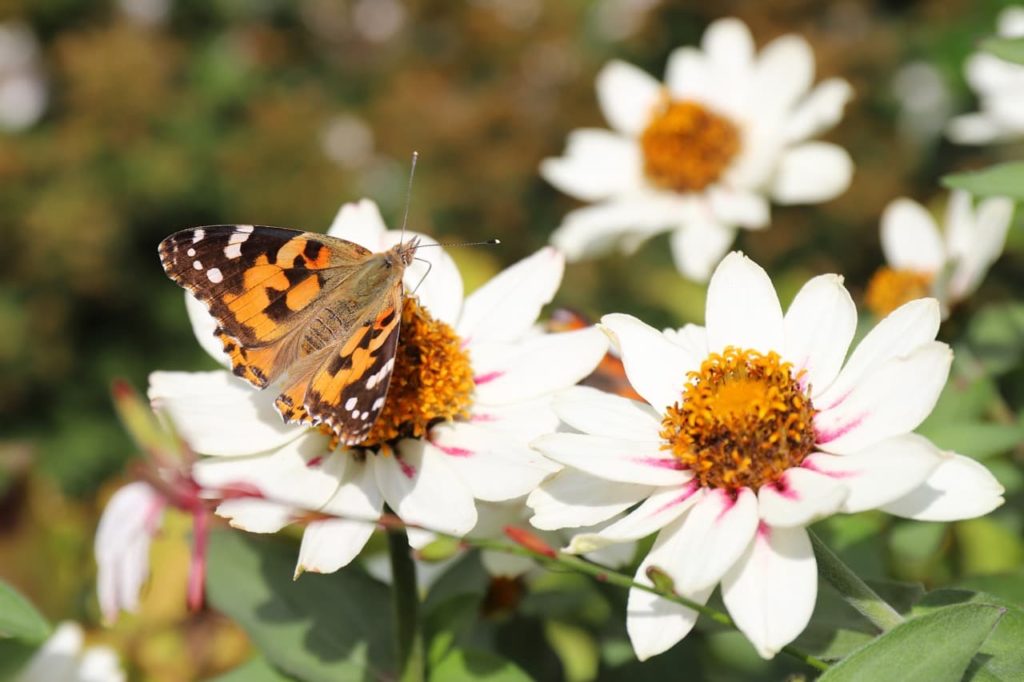 butterfly resting on the flowers of C. 'Starlight' with white petals and frilly golden stamen