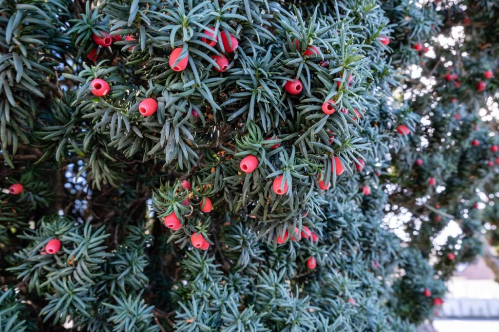 silvery-green leaves from a Taxus baccata shrub with hollow red berries