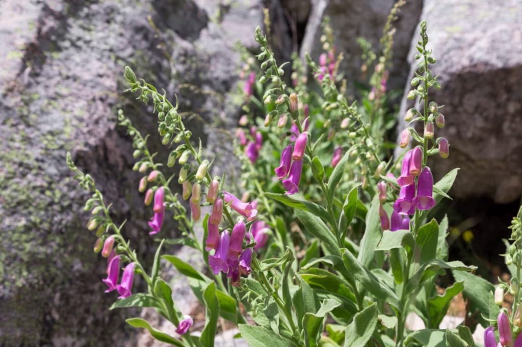 purple bell-shaped blooms of a foxglove plant growing along tall thin stems in front of a rocky backdrop