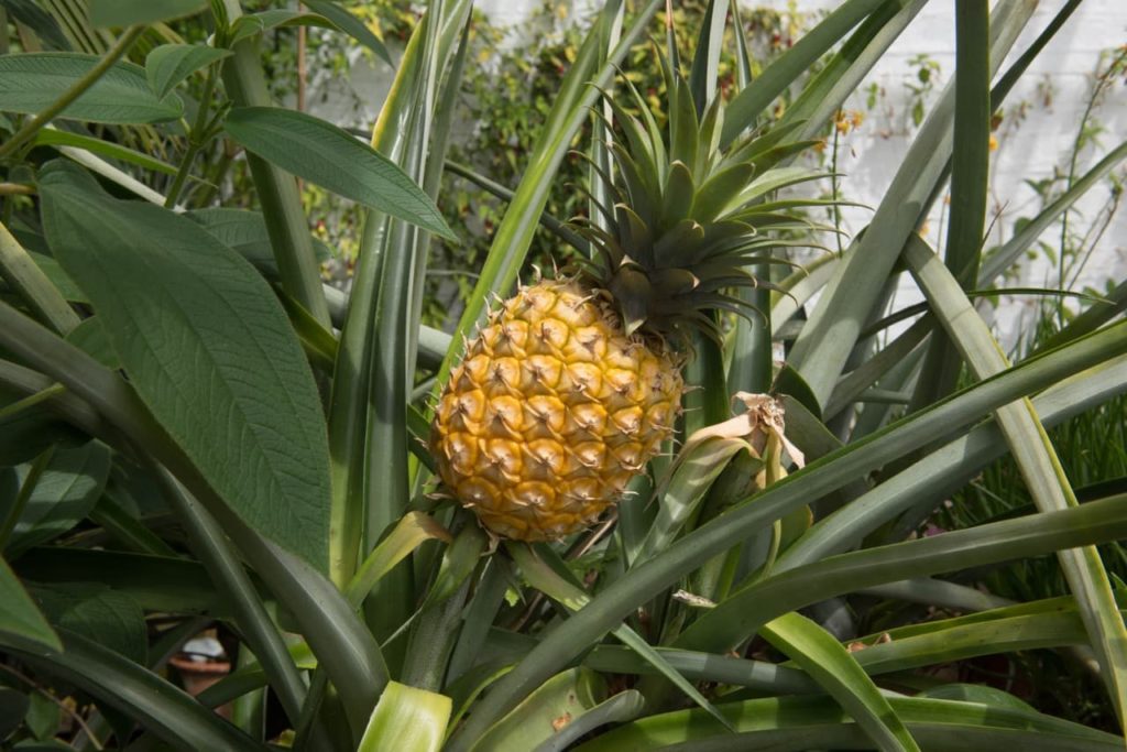 pineapple plant in a greenhouse with a large fruit ready for harvesting