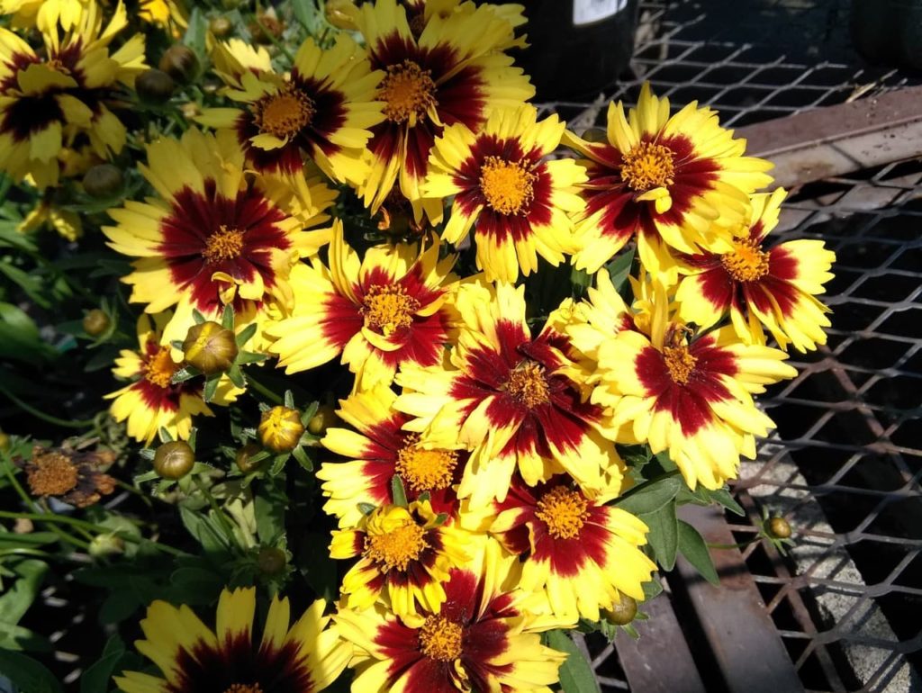 C. 'UpTick Yellow And Red' with creamy yellow and red flowers