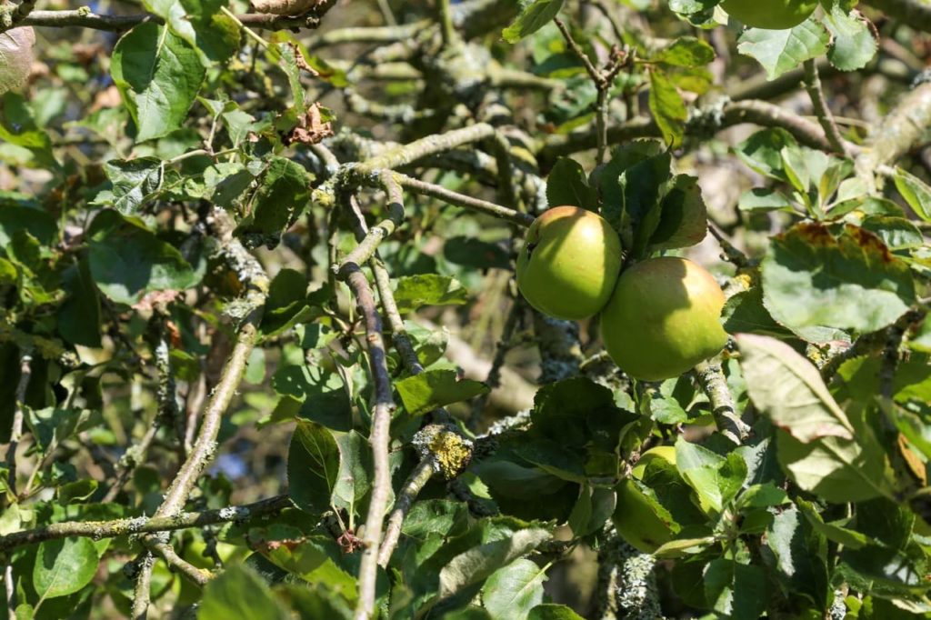 crab apple tree with green fruits, woody stems and ovate leaves