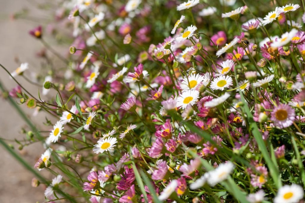 pink and white daisy-like flowers with yellow centres from Mexican fleabane plants