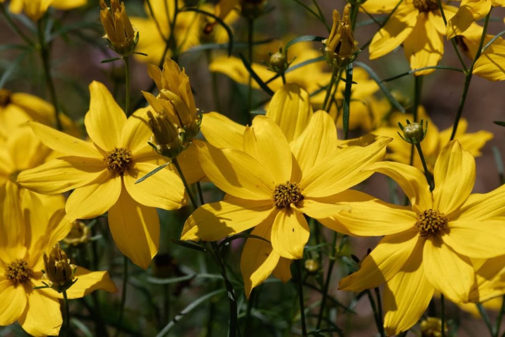 bright yellow blooms of a C. verticillata 'Grandiflora' plant