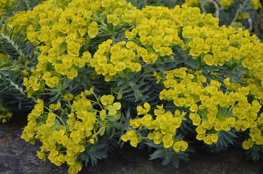 Euphorbia rigida with cup-shaped yellow flowers and lanceolate pale green leaves