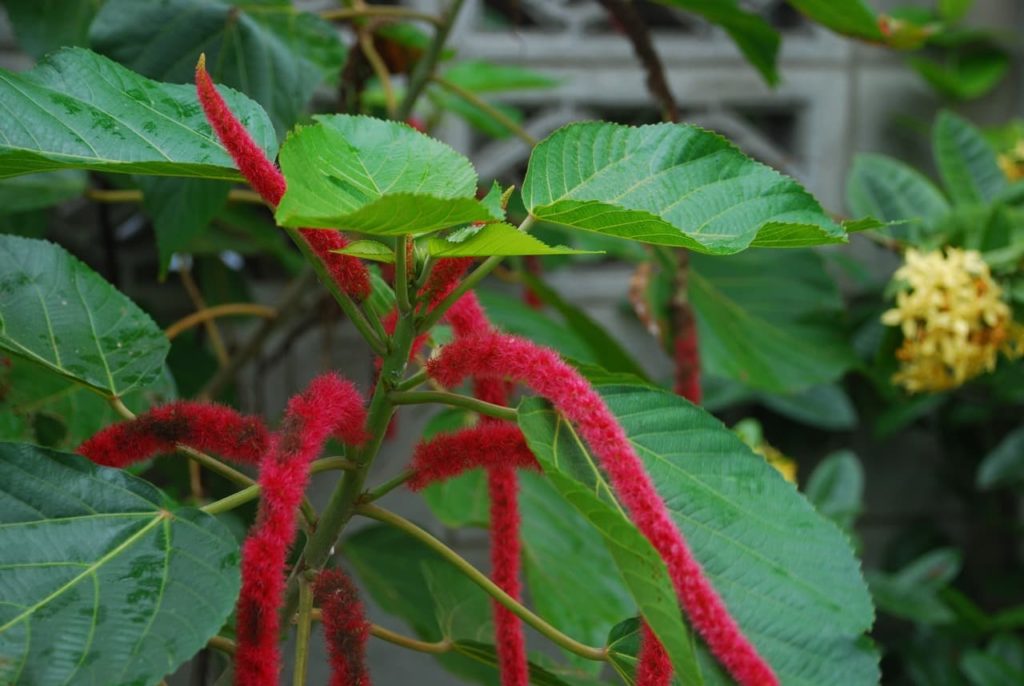 fluffy red tubular flowers from an Acalypha hispida plant