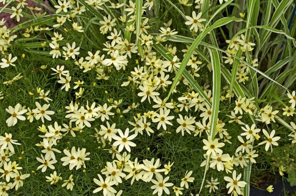 C. verticillata 'Moonbeam' with daisy-shaped pale yellow flowers