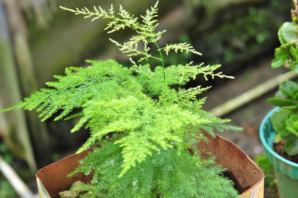 Asparagus plumosus with fuzzy green foliage growing from a bronze pot