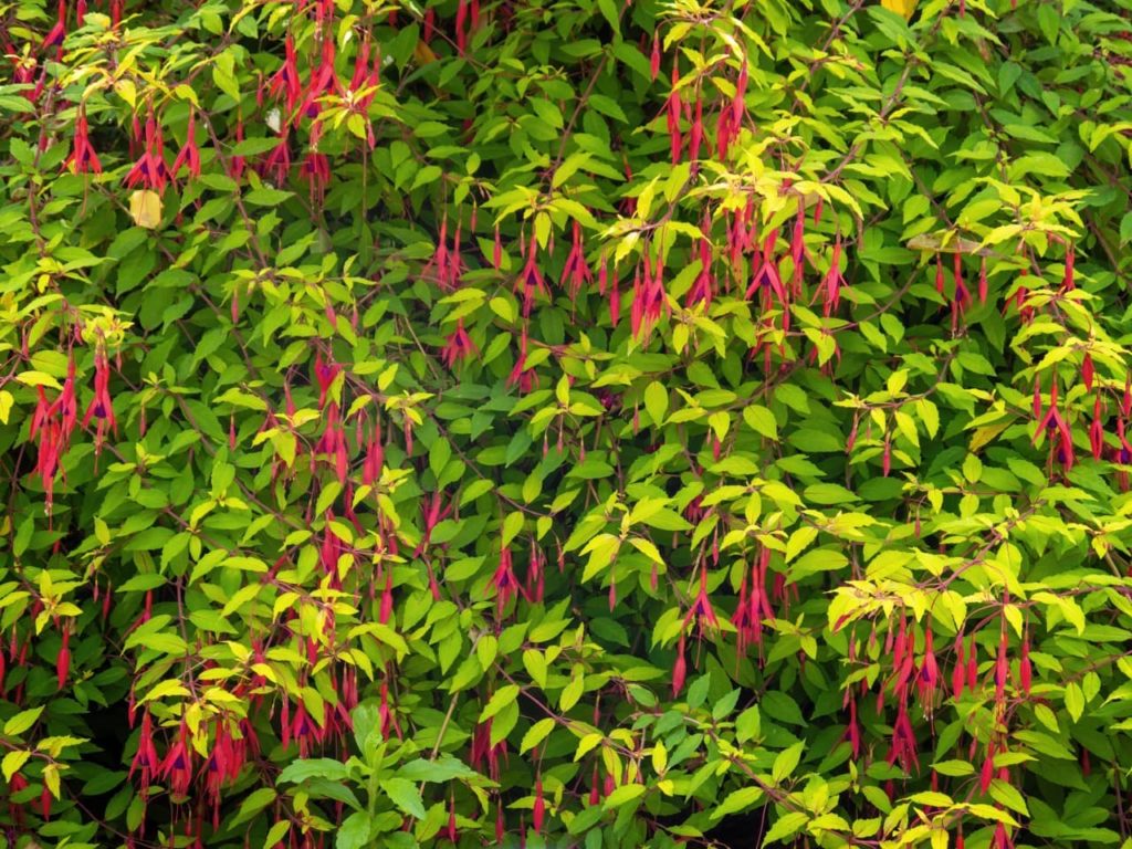 Fuchsia magellanica with drooping pink flowers and pale green leaves