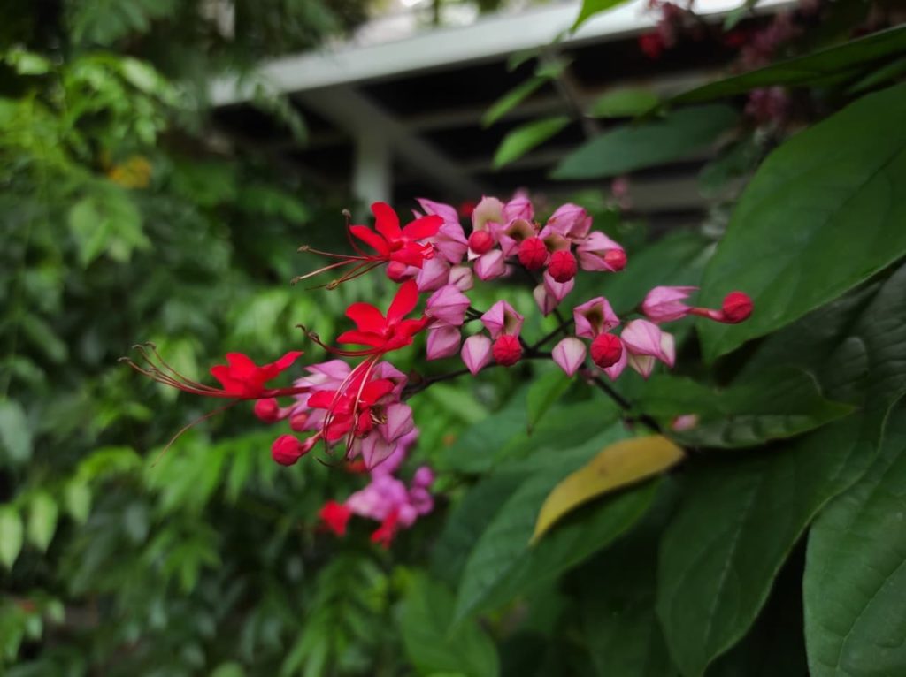 pink buds bursting into red star-shaped flowers from a Clerodendrum splendens shrub
