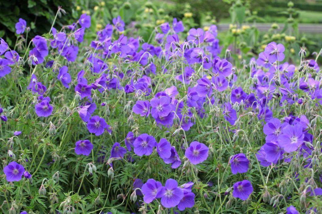 purple flowers from geranium 'Orion' plants growing in a drift