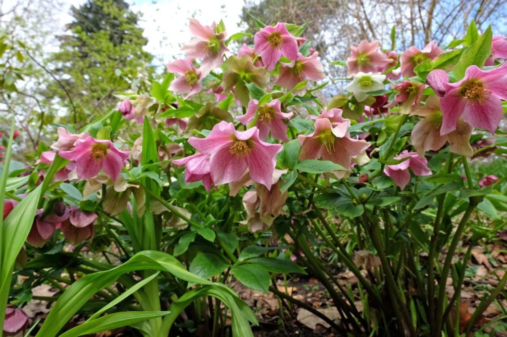 Helleborus hybridus with pink flowers and yellow stamens atop tall stems