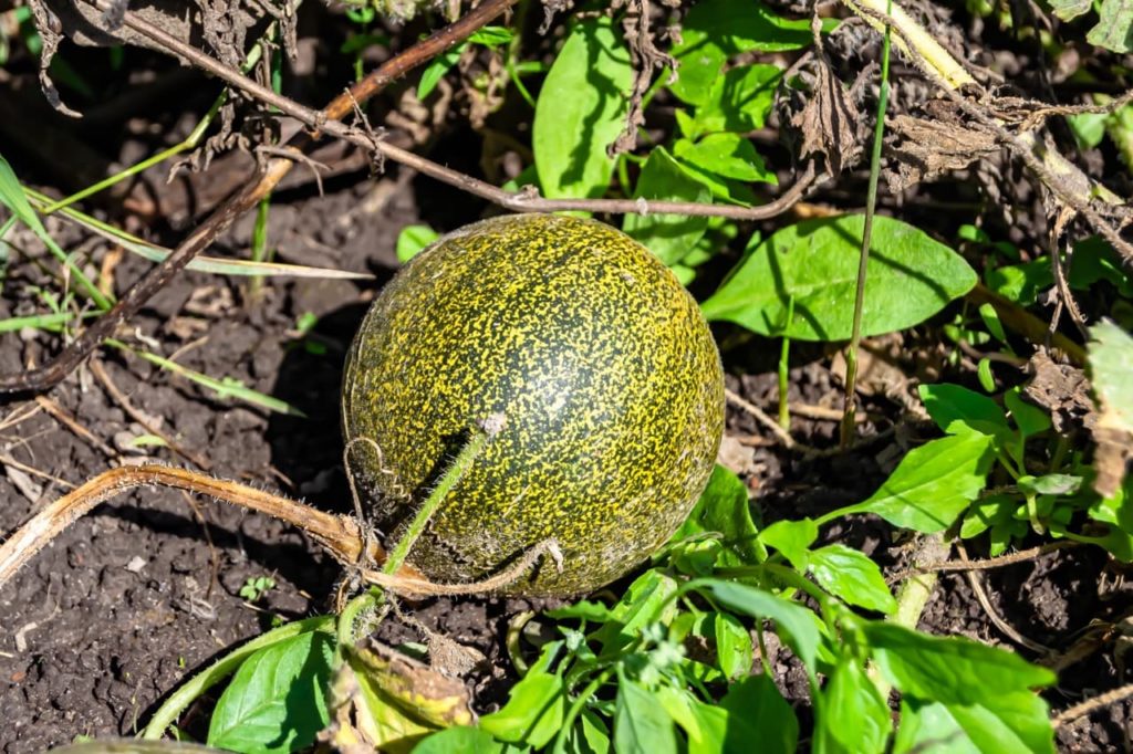 Cucumis melo 'Galia' fruit with mottled green and yellow skin
